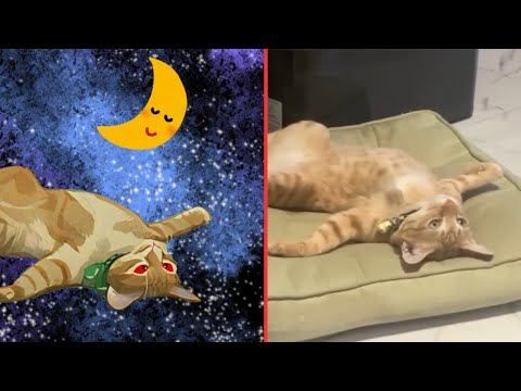 Funny Animal Videos Try Not To Laugh😂🐱Cat Memes You Laugh You Lose😂Drawing Memes | Loop Media