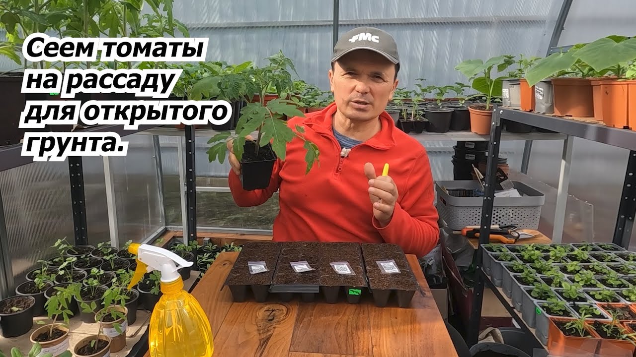 Сеем на рассаду низкорослые трматы для ОГ. Лучшие сорта.