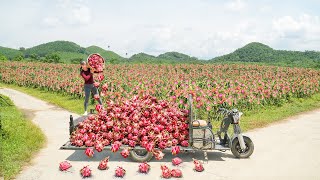 Harvesting Lots Of Dragon Fruit In The Large Garden Go To Countryside Market Sell For Villager