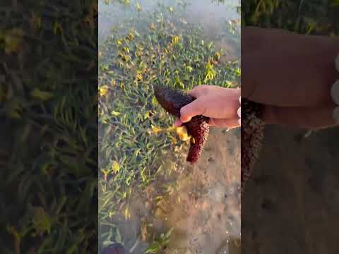 Air laut surut banyak hewan aneh muncul