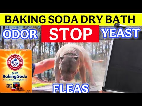 Cheap And Effective Dog Yeast Infection Cure