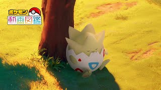 【公式】「ポケモン動画図鑑」No.0175 トゲピー