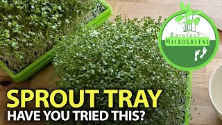 Growing Sprouts for Sulforaphane Source