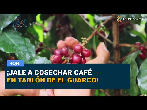 ¡Jale a cosechar café en Tablón de El Guarco!