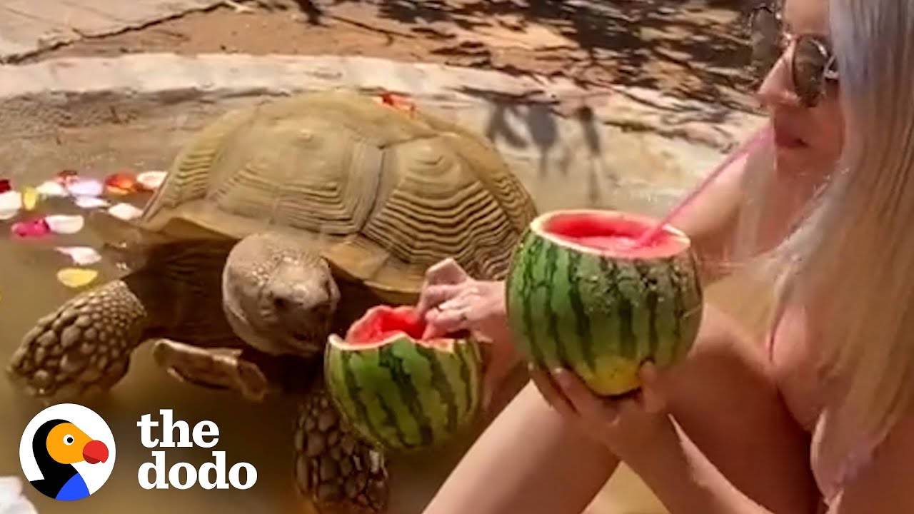175 Pound Tortoise Is The King Of His Household