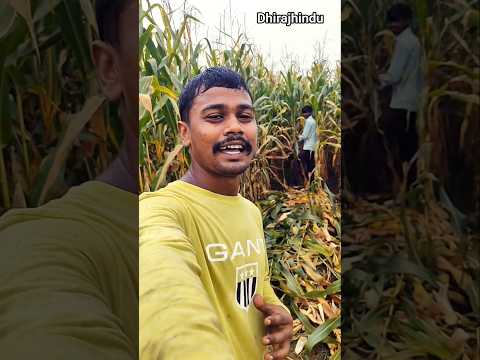 Makki ke Kati lagatar Teen Den Say Kar Rahe Hi। Dhirajhindu Vlogs ।