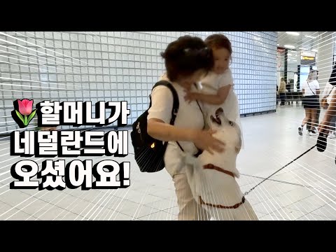 네덜란드에 오신 할머니를 본 진돗개와 아기 반응!