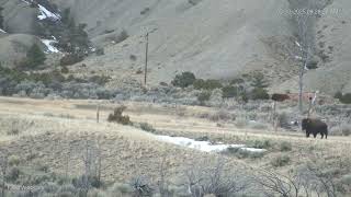 Bison Returns to Killed Member of Herd Until Shot Too
