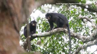 YouTube video thumbnail: Newly Identified Monkey Species Found in Congo