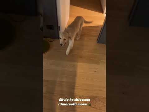 Silvio si diverte a spaventare papà Fedez #perte #puppy #Silvio