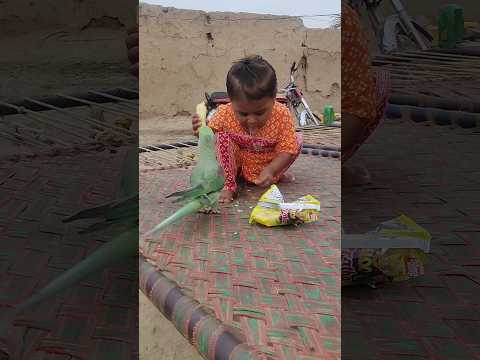 Parrot Ney Papar Cheen Liya #parrot #cutebaby #shorts