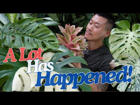 Plant Chores with Interesting + Important Updates | Cancelled 🇺🇸 US Trip 😭 | Moving to Bangkok?