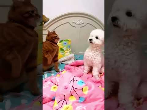 The cat punches the dog in the head.#cat #funnyanimals #funnycats #kitten #funnypets