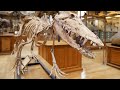 Evolution of Pakicetus and Whales