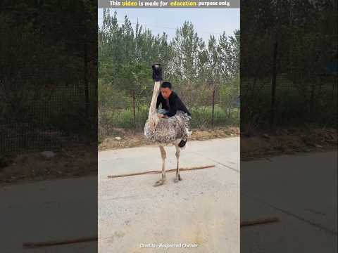 When this guy removed the blindfold from the ostrich's eyes #shortfeed #shorts #facts #viralshort
