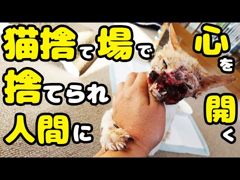 【野良猫 保護】人間に不信感が無くなった理由とは？ボス猫のまさかの行動に涙