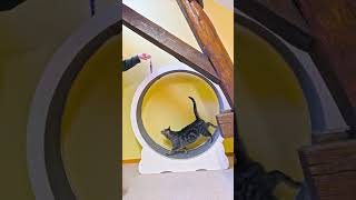 Not a Cat Person? This Shelter Visit Might Change Your Mind | Quellenhof Passbrunn