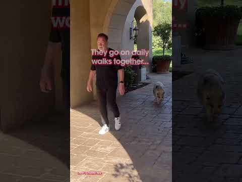 Arnold Schwarzenegger goes on a morning walk with his pet pig...