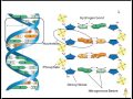 Exploring DNA Replication Concepts