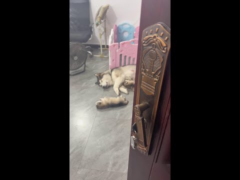 偷走小奶狗，看看狗狗妈妈的反应～ #抖音动物图鉴 #萌宠出道计划 #万物可爱计划 @抖音小助手