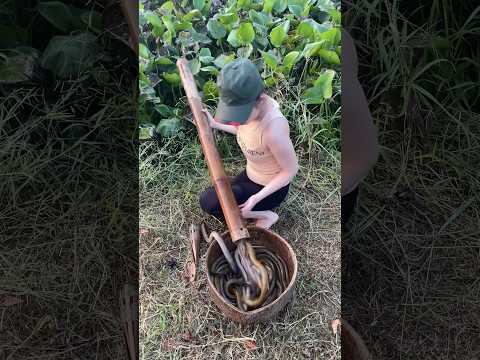 Survival eel trapping skills to catch giant eels fish