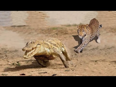 12 LUTAS ENTRE ANIMAIS FILMADAS SEM PIEDADE