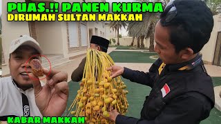 LANGKA !! BAWA JEMAAH PANEN KURMA DIRUMAH SULTAN MAKKAH
