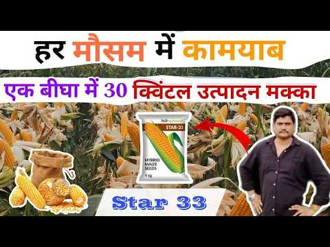 मक्के की खेती से बंपर उत्पादन !! ऐसा कौन सा बीज है बताया किस ने राज star agriseeds !! Star - 33