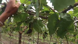 Benefits of Nitroplus Organic Fertiliser