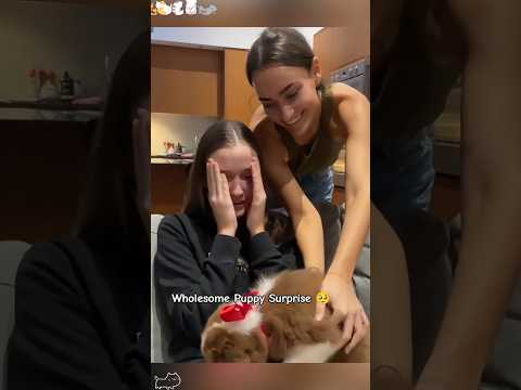 Surprise 🥰💕🎁#love #petsrule #doglove #doggielife #dog #dogowners #cute #animals #surprise