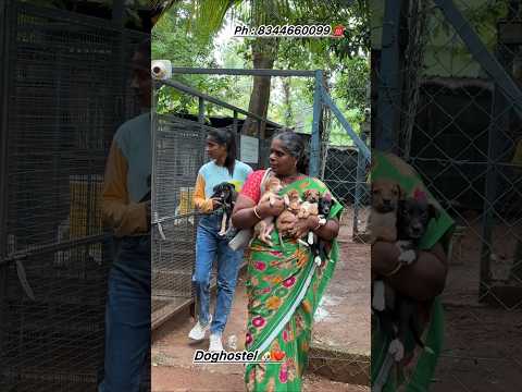 Railway station நாய் குட்டி 😍😍 #anshikamobile #colachel #doglover #dog #share #support #care