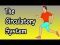 Exploring the Functions and Pathways of the Circulatory System