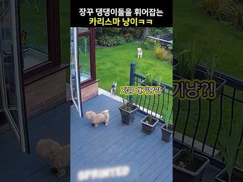 장꾸 댕댕이들을 휘어잡는 카리스마 냥이ㅋㅋ