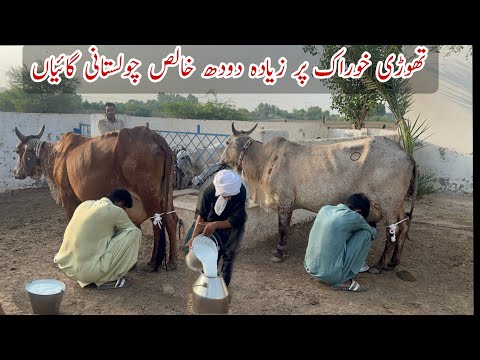 Pure Desi Cholistan Cows Full Milking at Ali Randawa Dairy and Cattle Farm Cholistan