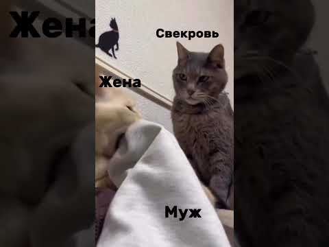 все как у котов?