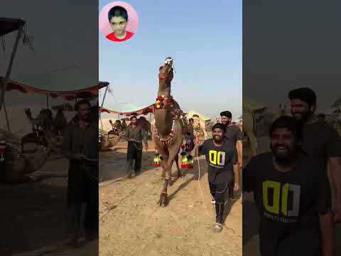 Camel ? Dance ? Soda Done for Qurbani #shorts #ytshorts #viral #trending #pets #fyp | Hassan & Zain