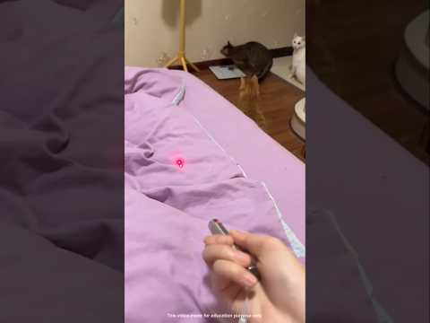 Turn off the light by cat 😱
