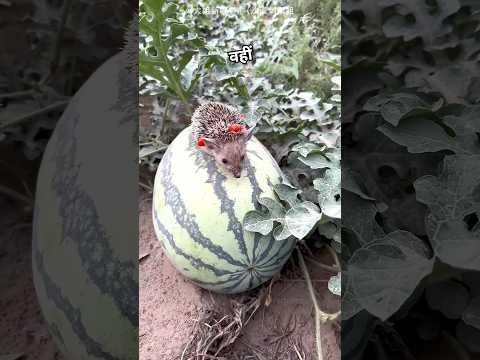 Hedgehog তরমুজ খাচ্ছে 🦔।। Animals love 💕.