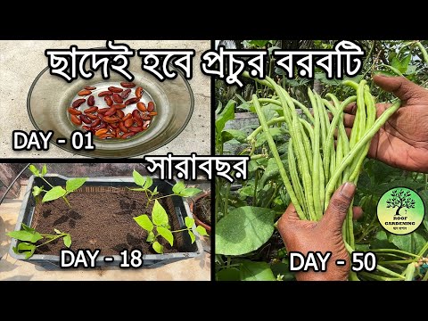 ছাদ বাগানে সারাবছর বরবটি চাষ / Grow Long Beans at Home