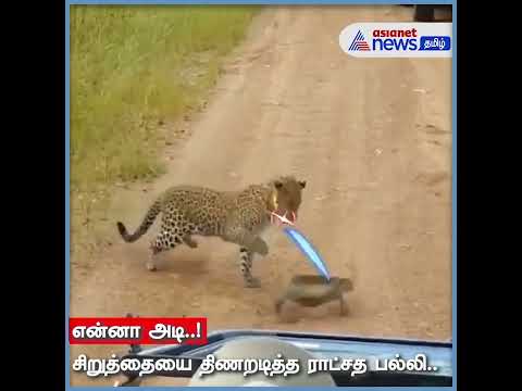 என்னா அடி..! சிறுத்தையை திணறடித்த ராட்சத பல்லி.. ❘ Leopard ❘ #shorts