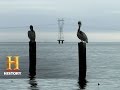 Pelican Assistance and Logging Discovery