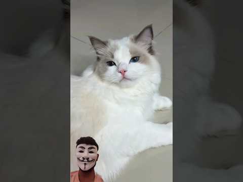 After this video I became bald🐱 #cat #pets #cats #catlovers #reaction #funny #shortsfeed #shortviral