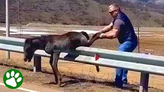Wild Colt Reunited With Mother After Dramatic Rescue 💕