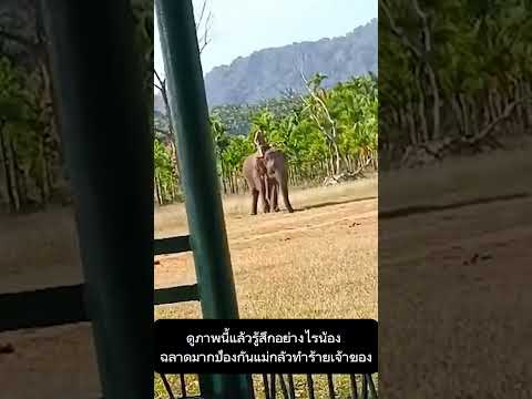 ขอขอคอมเม้น1ข้อครับ#ช้างสุรินทร์ #ช้างไทย #thaielephant