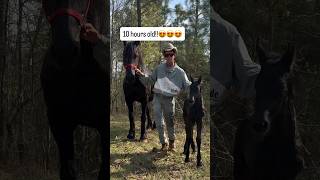 My Friesian Mare Finally Had Her Baby!!