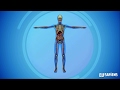 Exploring the Human Body Systems
