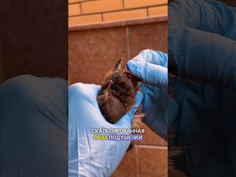 Иногда дружба приводит к травмам.. #животные #собаки #ветеринар #дружба