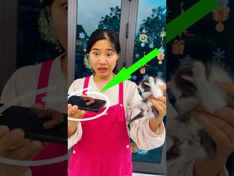 Poor Cat || Pet Lover Companion #shorts #cat