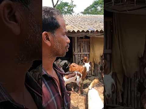 মাঠে চড়িয়ে পালন 🔥🔥🔥#viralvideo #goat #shorts