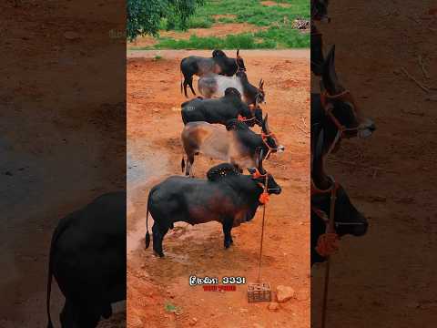 cow short video tiktok🔥 #kangeyam #jallikattu #cow #salem #kangeyamlove#bull